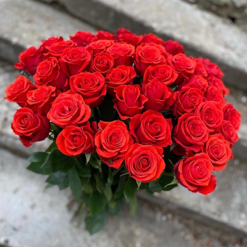 Официальные сайты купить розы. Алые розы. Букет "розы премиум". 25 Алых роз премиум. Алые розы купить.