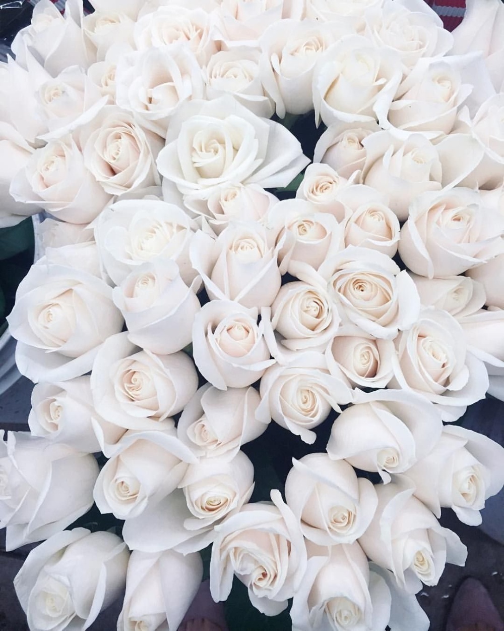 шикарные букеты белых роз картинки