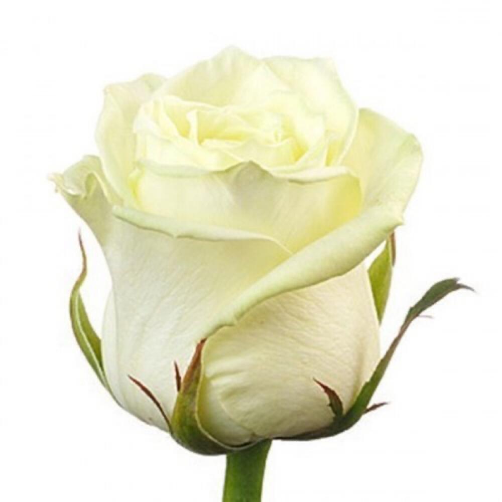 Купить розы поштучно недорого. Розы Аваланж Пич на белом.