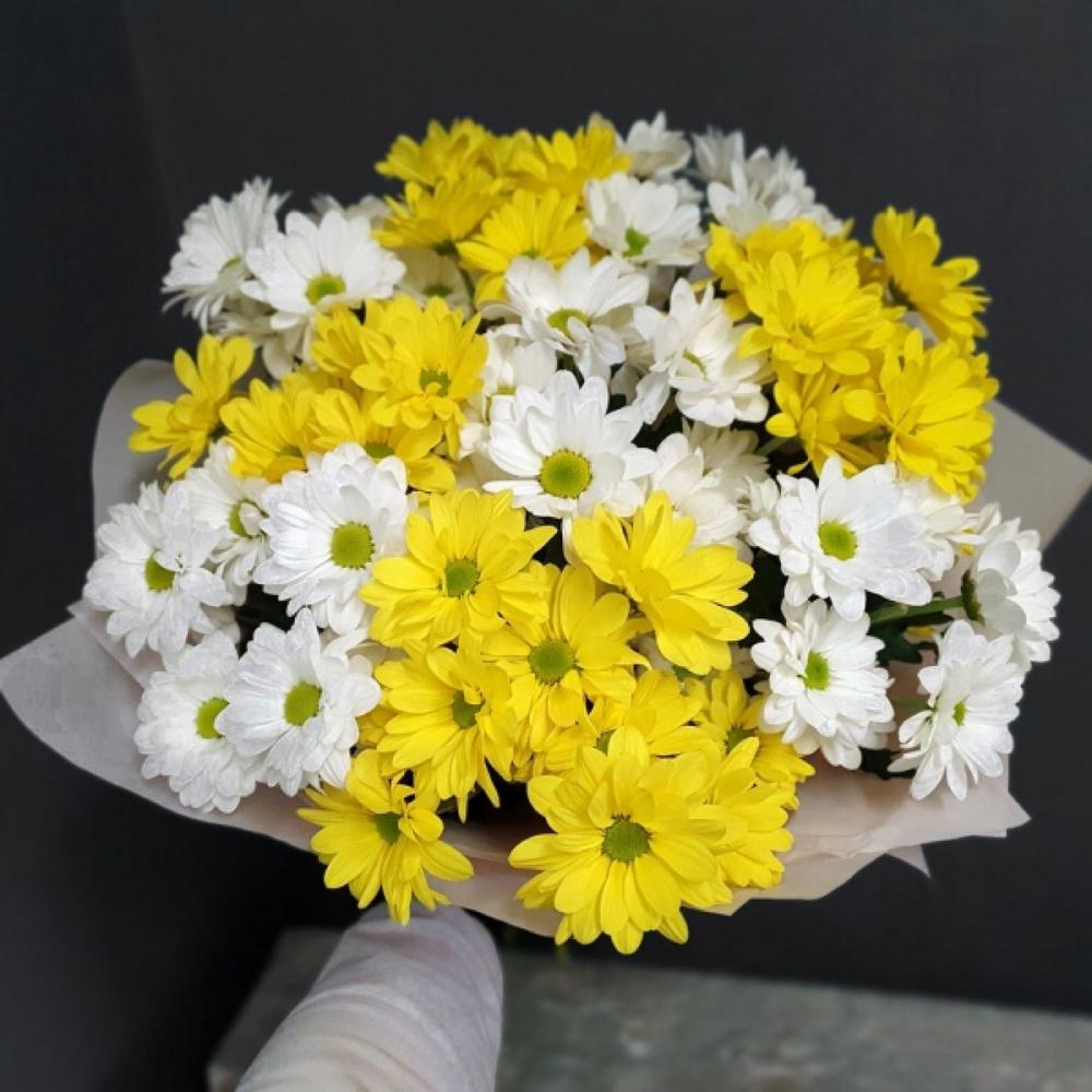 хризантема кустовая желтая фото