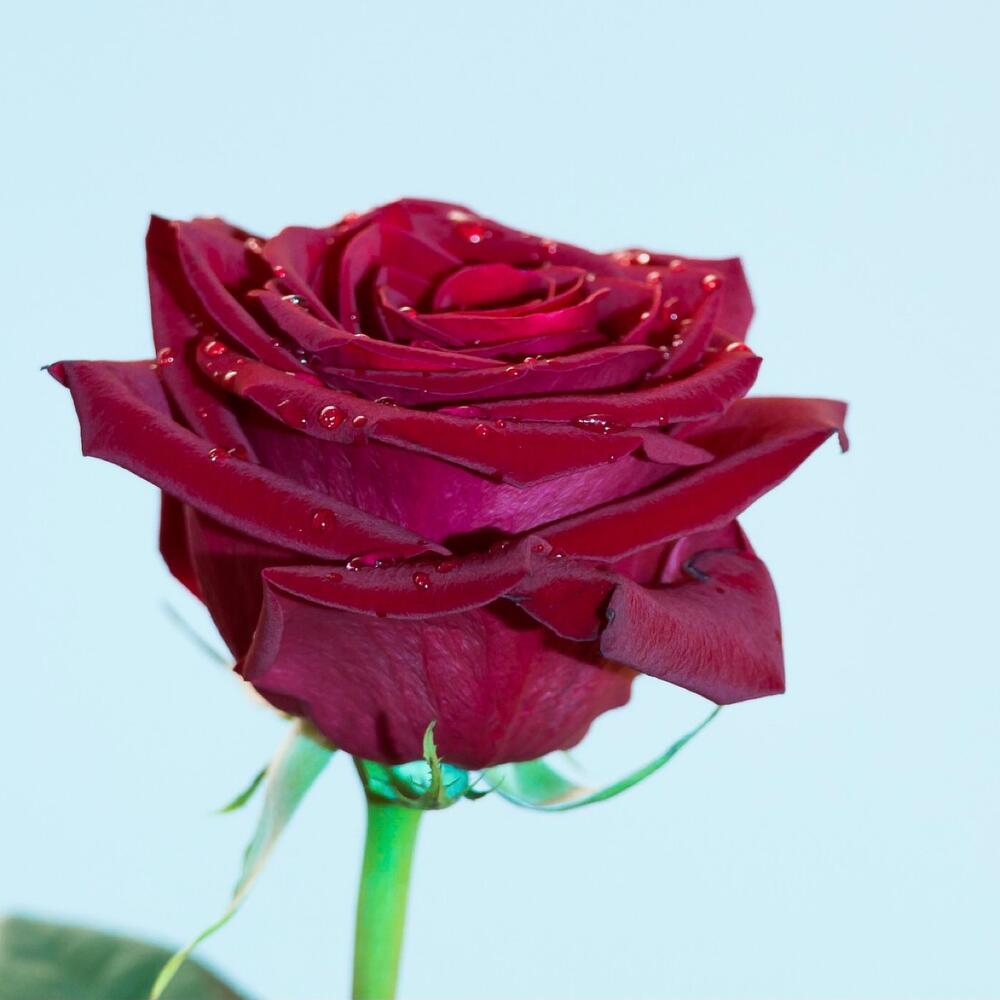 Купить розы поштучно в москве. Розы штучно. Розы поштучно фото. Купить оптом штучно розу 100 см в Москве.