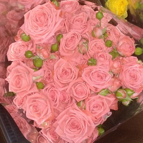 Роза кустовая №161