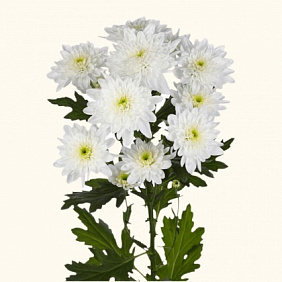 Хризантема кустовая baltica белая