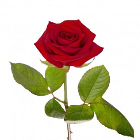 Красная роза поштучно 60 см
