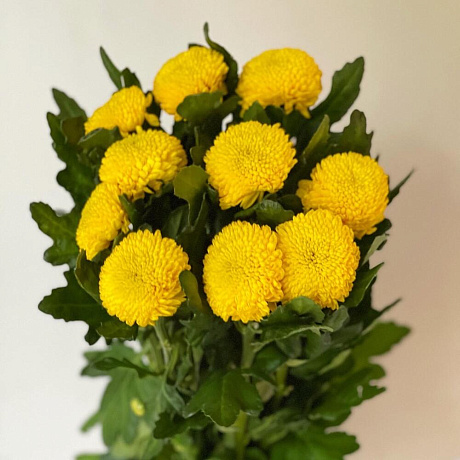 Букет цветов Желток - Фото 4