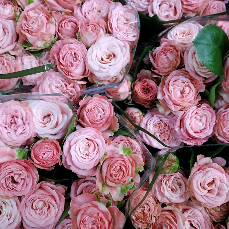 Розы кустовые Бомбастик - Фото 3