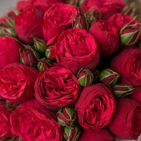 15 красных пионовидных роз Премиум в розовой коробке шкатулке рафаэлло в подарок