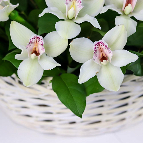Корзина из 51 белой орхидеи. N832 - Фото 3