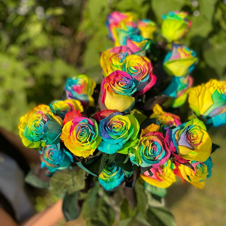 Роза Эквадор RAINBOW - Фото 3