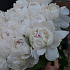 Букет цветов White pearl - Фото 4