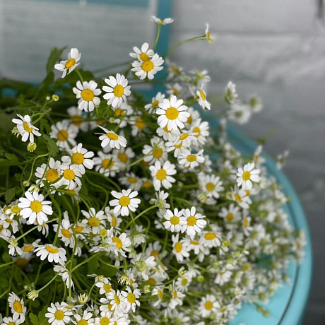 Ромашка 25 штук - Фото 3