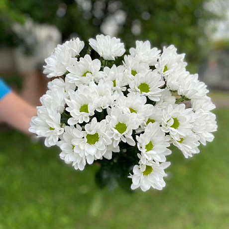 Хризантема кустовая 7 - Фото 2