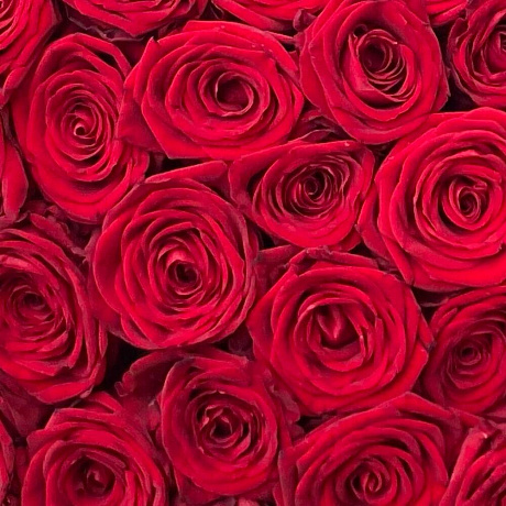 251 роза - Фото 6