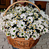 Корзина с хризантемой и ромашками Утреняя - Фото 1