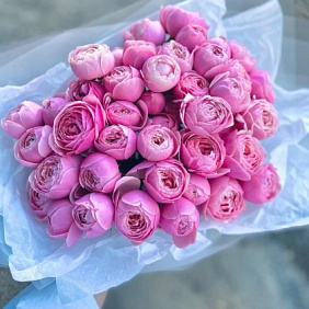 Пионовидные Розы Silva Pink