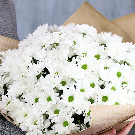 Букет из 25 белых кустовых хризантем Бакарди - Фото 3