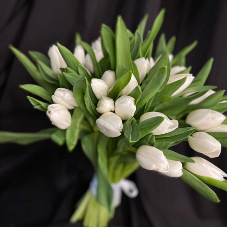 Тюльпаны белые - Фото 5
