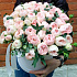 Букет цветов First kiss - Фото 2