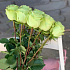 Монобукет 15 Зелёных роз 60см - Фото 3