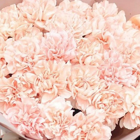 Букет из 19 гвоздик №161 - Фото 3