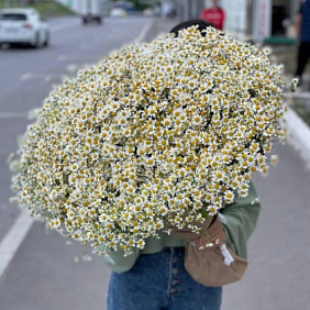 Букет из 101 полевых ромашек
