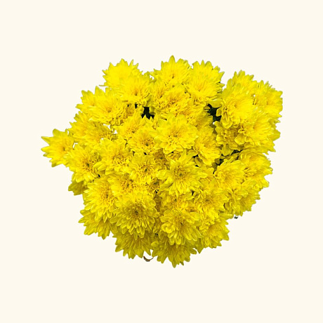 Хризантема кустовая Baltica желтая - Фото 3