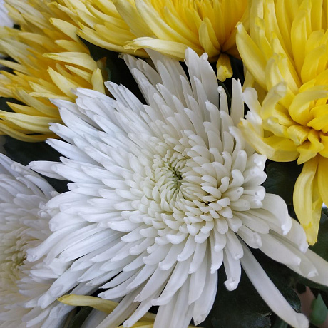 Букет цветов Ты мой свет - Фото 5