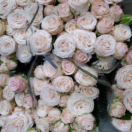 Розы кустовые Бомбастик - Фото 2