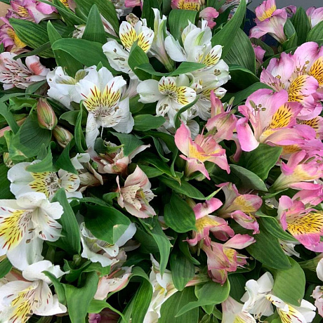 Альстрамерии микс - Фото 5