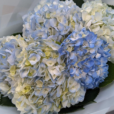 5 голубых гортензии - Фото 2