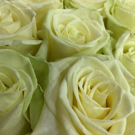 Цветы в коробке 101 белая роза «101 слово о любви» - Фото 4