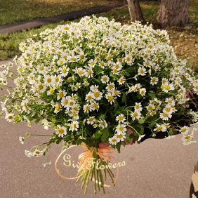 Букет из 25 кустовых ромашек №2