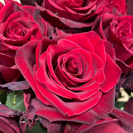 Букет из красных роз премиум сорта - Эксплорер - Фото 4