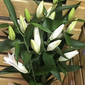 Букет цветов "Белые лилии" №162