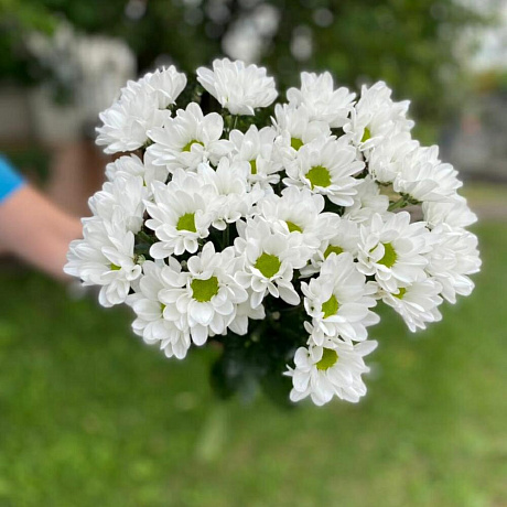 Хризантема кустовая 7 - Фото 3