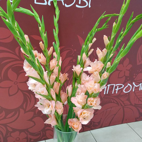 Букет Гладиолус - Фото 2