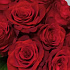 Шикарная эквадорская роза 11 шт - Фото 5