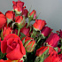 Роза кустовая Голландия - Фото 5