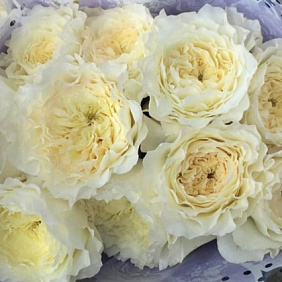 11 белых пионовидных роз Премиум в сиреневой шляпной коробке