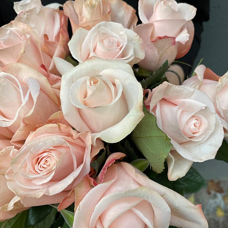 Роза Помароза 80см Эквадор - Фото 5