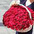 151  красная роза премиум в корзине (VIP) - Фото 4