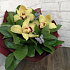 Букет цветов Летние орхидейки - Фото 3