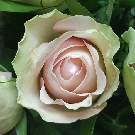 Букет Кения 25 - Фото 4