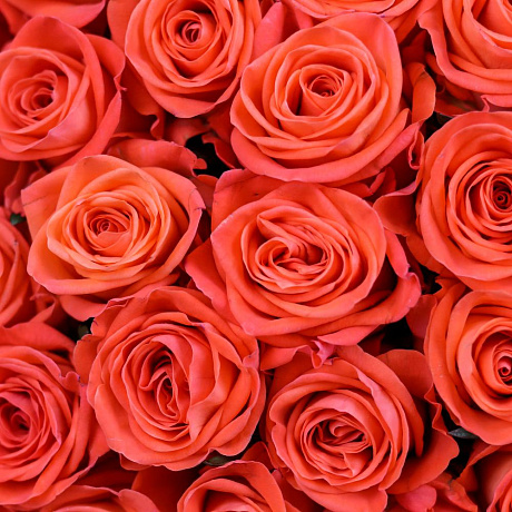 Букет из 101 оранжевой розы (60 см). N825 - Фото 6