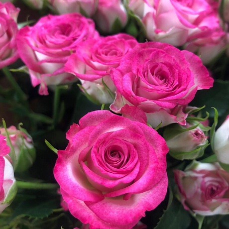 Роза кустовая 17шт розовая - Фото 6