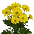 Хризантема кустовая жёлтая 1ветка - Фото 1