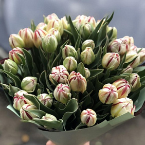 Пионовидные тюльпаны 51 шт