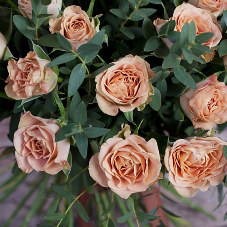 Роза Капучино с эвкалиптом - Фото 2