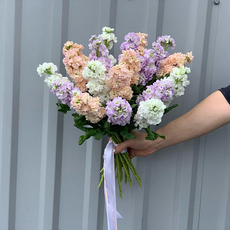 Маттиола ароматная - Фото 2