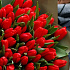 Тюльпан красный 101 - Фото 3